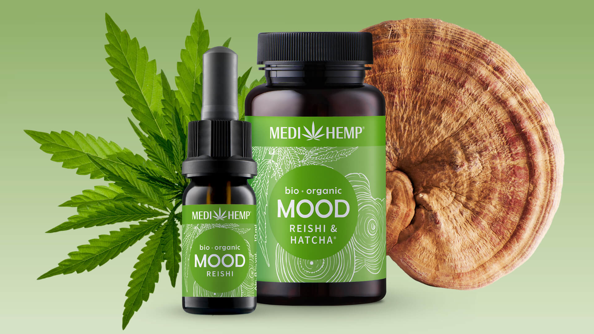 Reishi: Der Pilz, der dich positiv stimmt
