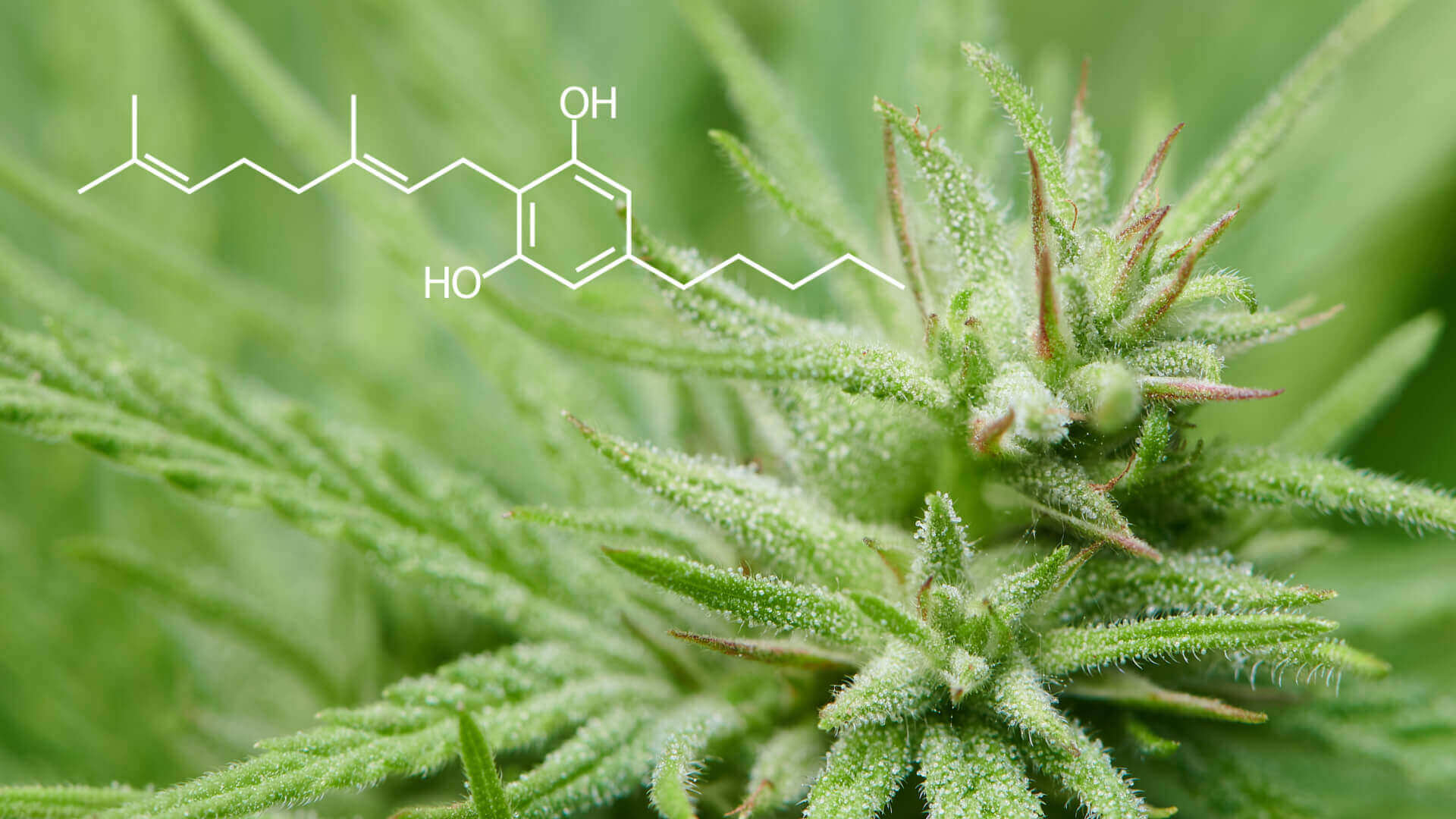 Everything you need to know about CBG.