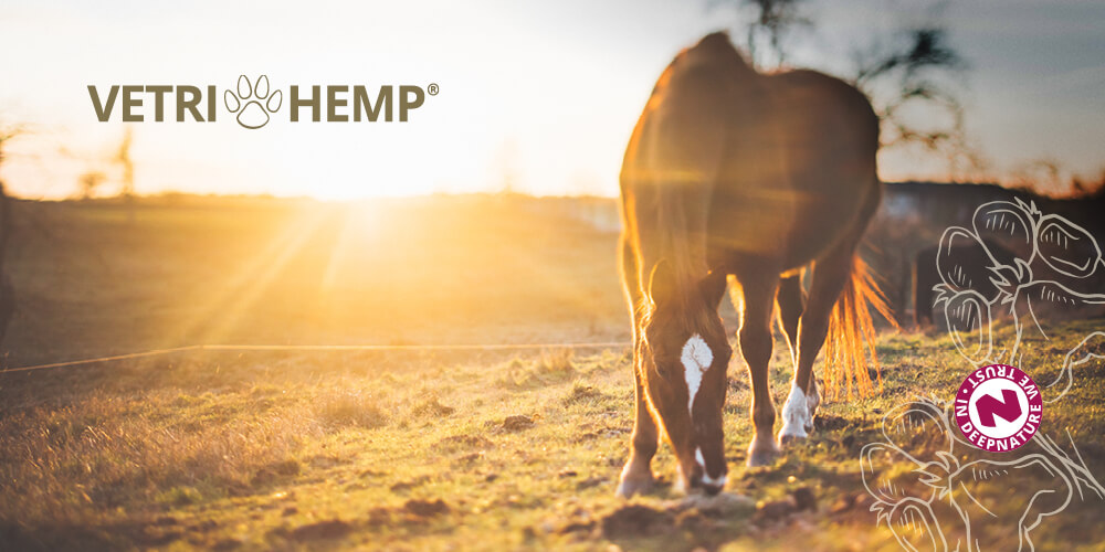 Ein Pferd frisst im Sonnenaufgang